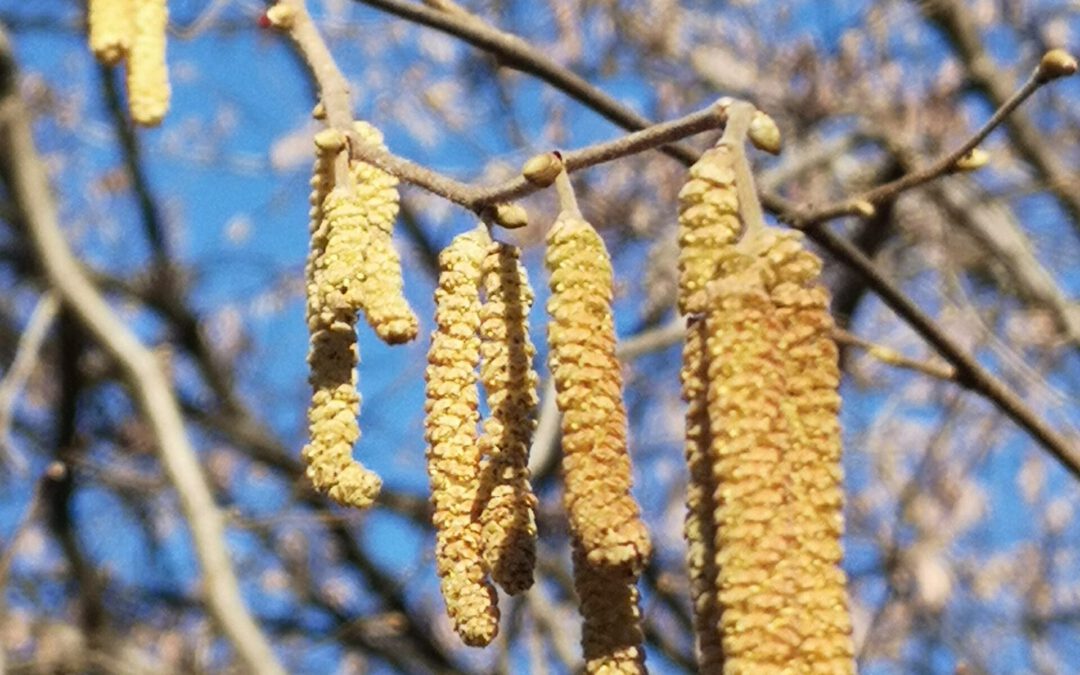 Workshop: Frühlings-Räucherpralinen herstellen (Allgäu)