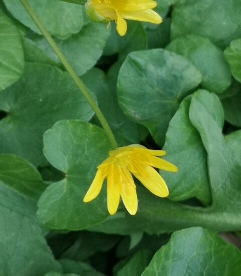 Spaziergang Frühlingsgrün entdecken für einen guten Start (Rheinland)