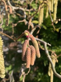 Die Kraft der Knospen kennenlernen (Allgäu)